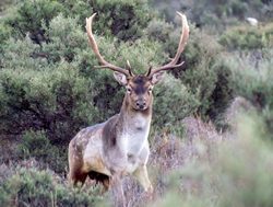 DEECA launches plans to control wild deer