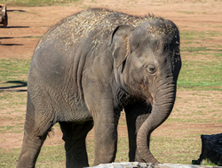 Taronga Zoo celebrates elephant’s birthday