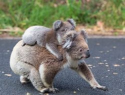 Researchers seek safety for koalas