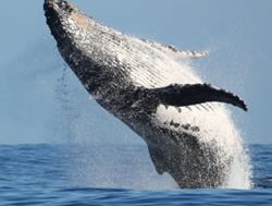 North Head to look out and watch winter whales