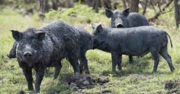 'Reckless deal': NSW Premier's plan to introduce bounty hunting for ferals divides opinion