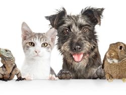 Nation’s first pet ‘Census’ gets a tick