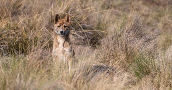 Canberra's dingoes, water rats 'highly susceptible' to bird flu strain potentially detected on Heard Island