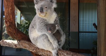 Endangered koalas, gliders discovered in Illawarra escarpment