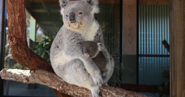 Endangered koalas, gliders discovered in Illawarra escarpment