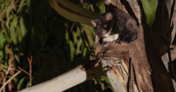 Environmental groups claim EPA has backflipped on greater glider protections