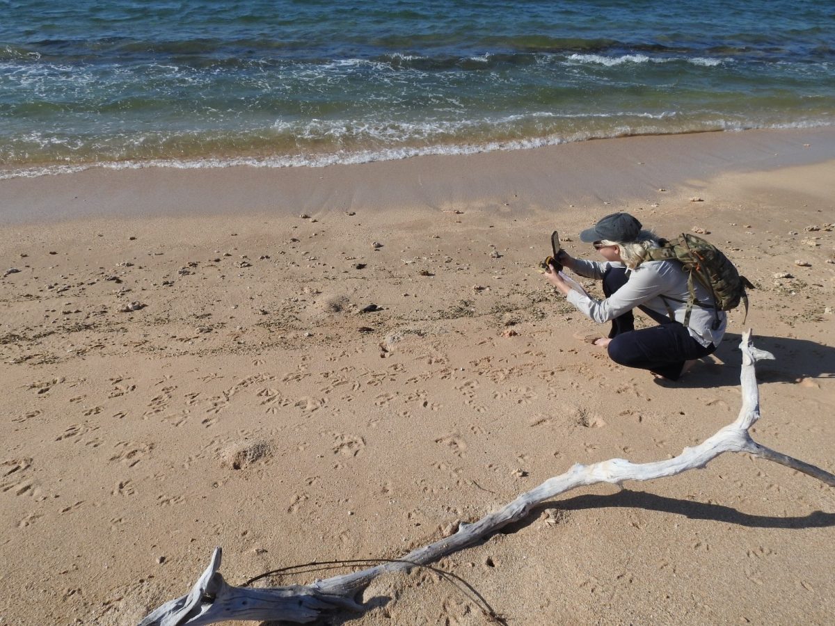 Julia Constance crouching on the beach and taking a photo of the satellite tag washed up on the sand before her.