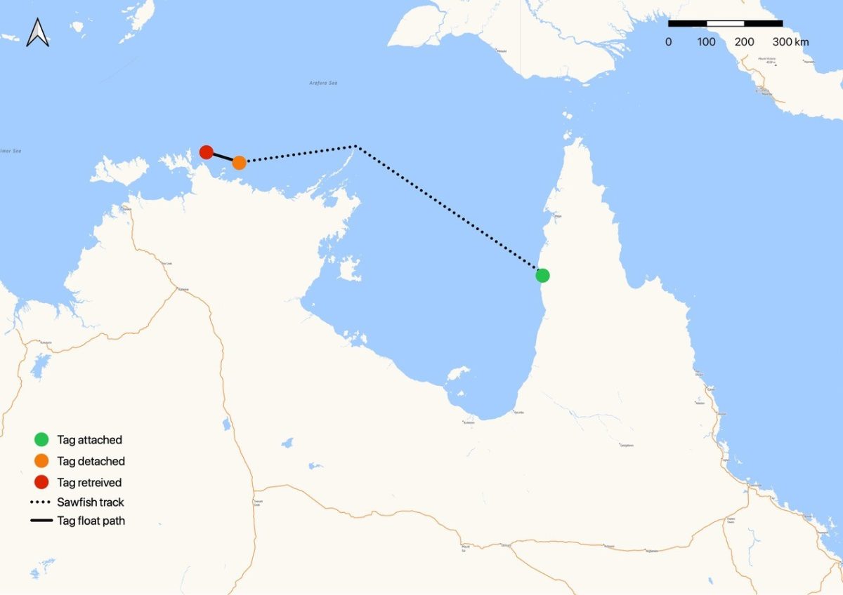 Map showing the large sawfish's journey on a dotted line.