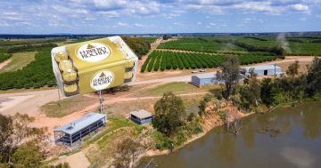 'Give it back': How Aussie taxpayers helped fund $70 million failed foreign hazelnut farm in Narrandera