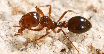 Federal and Queensland governments join forces to combat Fire Ants