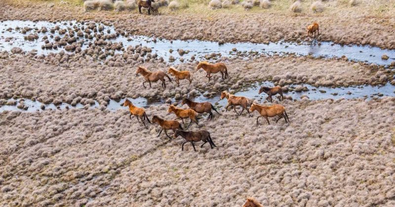 Wild horse numbers drop in Kosciuszko, sparking praise and pushback