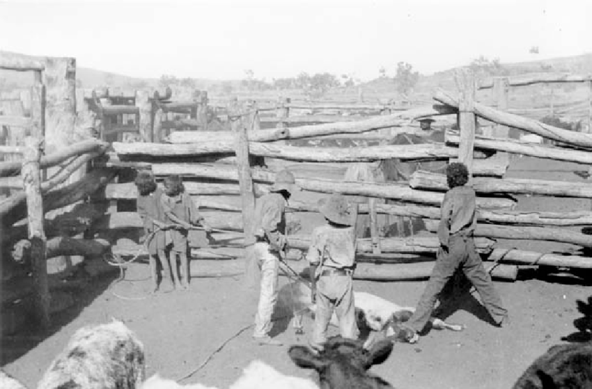 Indigenous children branding cattle in a small pen with wooden fences on a black and white image.