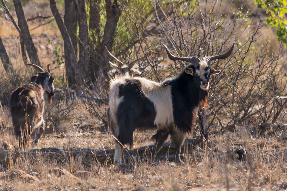 Three feral goats with long horns walking through some arid bush.