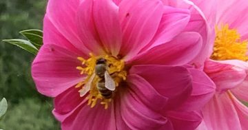 New bee board to protect South Australia's apiary industry