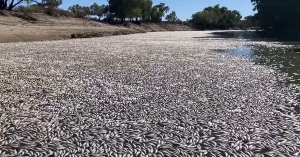 State government begins action on Chief Scientist's report into the Menindee mass fish deaths