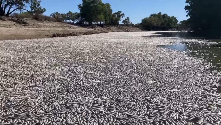 Dead fish in the Darling River at Menindee.