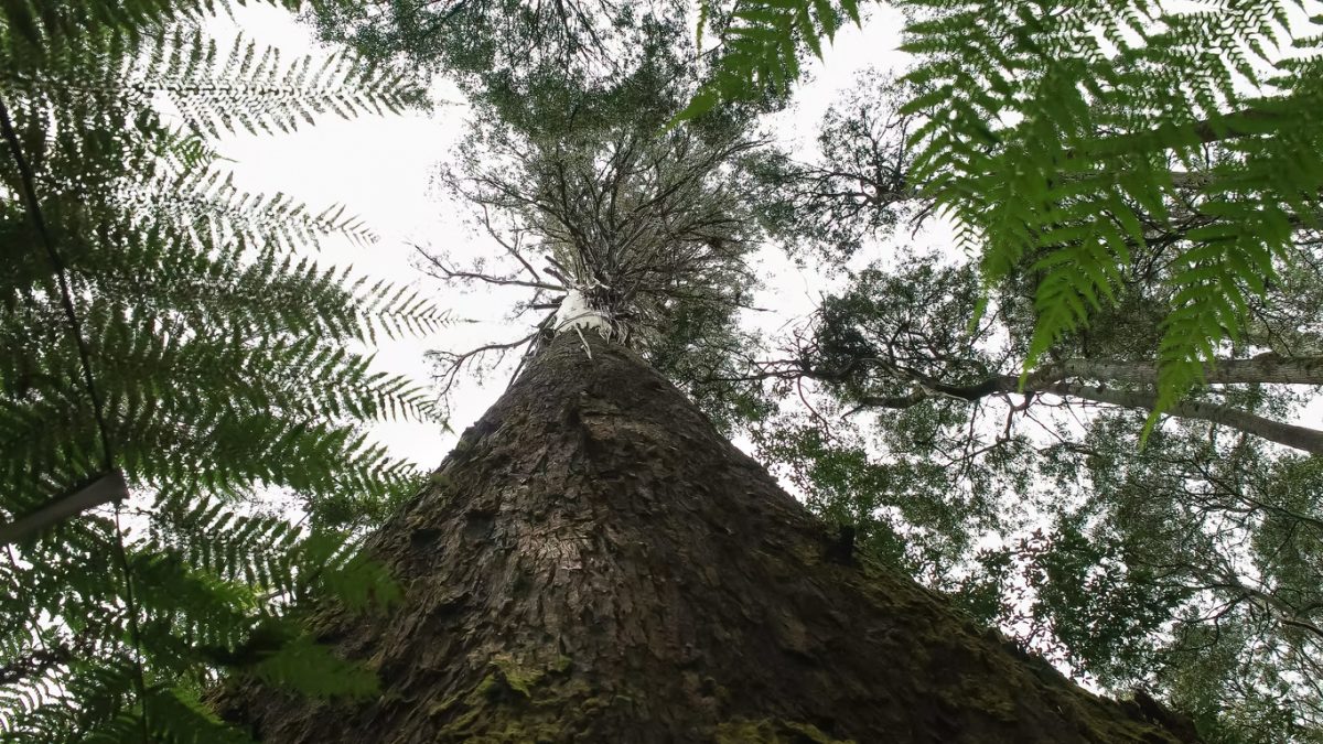 low angle close up of the trunk of a swamp gum at mt field national park in tasmania