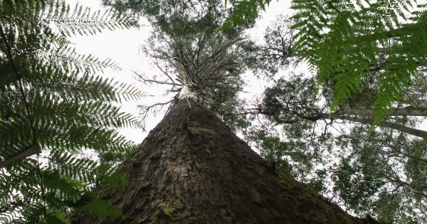 Tasmania boosts plantation log industry due to impending shutdown of WA and Victoria's native forest logging