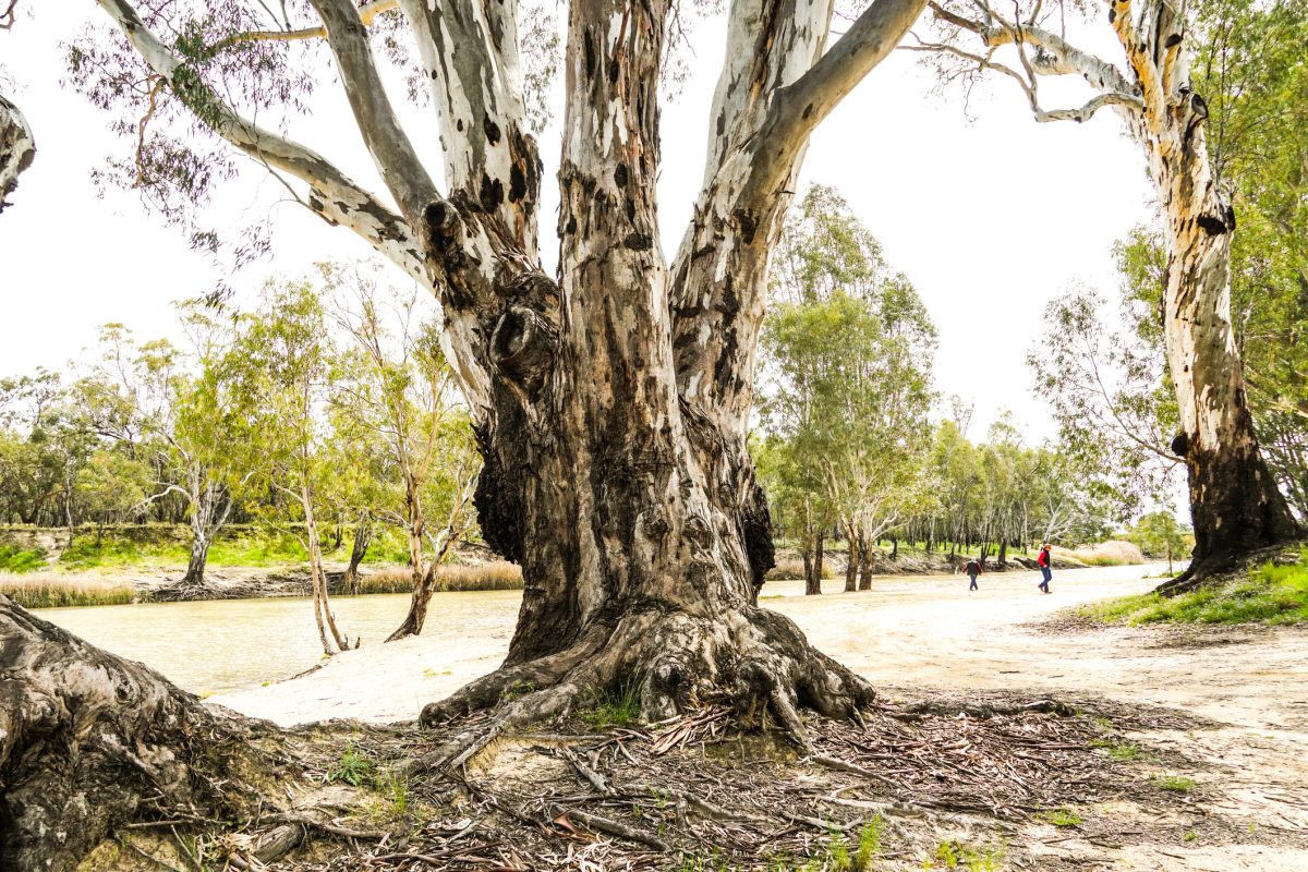 An old gumtree next to a small and mostly dry riverbed during the day. The River Red Gum and the Edward River.