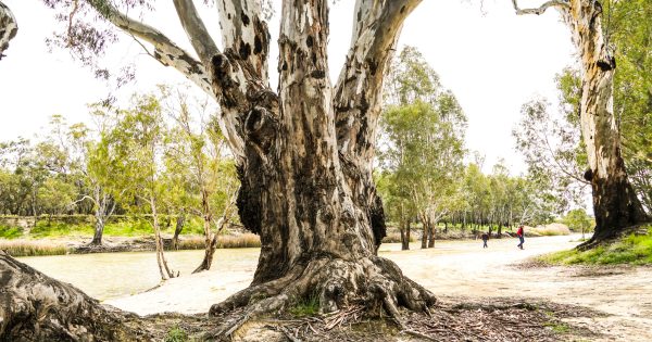 Deniliquin region to receive $33.5 million for water delivery infrastructure in the Murray-Darling Basin