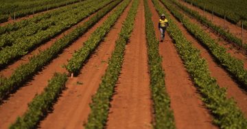 SA Government boosts funding to waning Riverland Wine Industry
