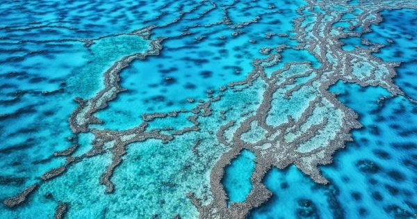 UNESCO draft decision says Australia must do better to save the Great Barrier Reef