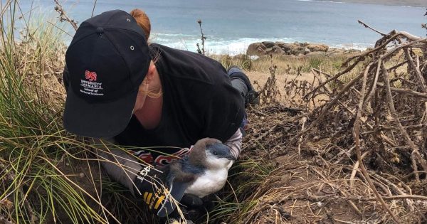 Evidence of PFAS (aka 'forever chemicals') found in 29 sewerage plants across Tasmania