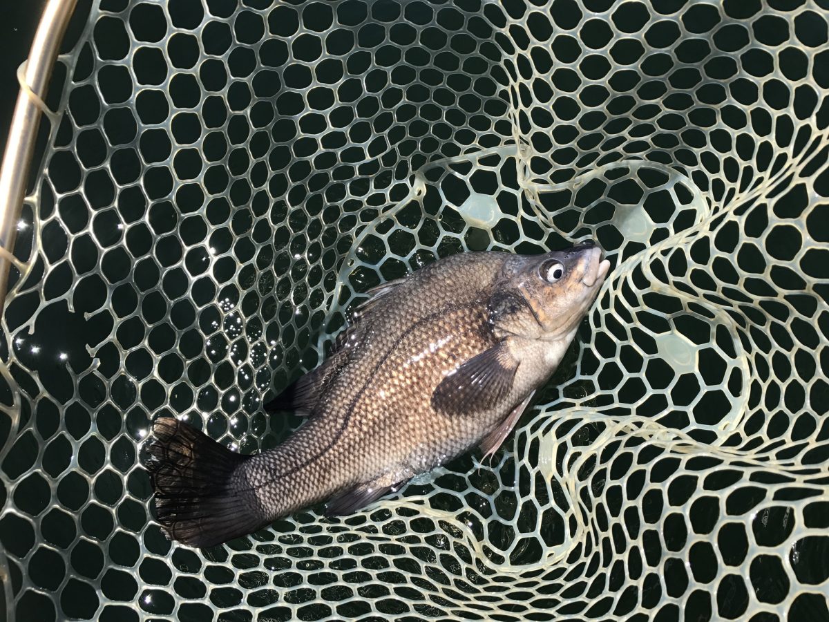 A Macquarie perch fish in a net