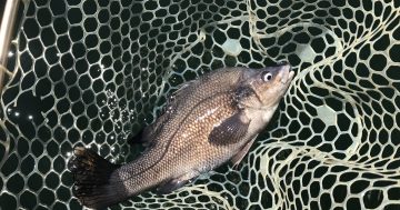 Endangered Macquarie perch thrown a lifeline with 78,000 fingerlings released into Victorian waters