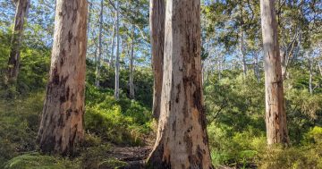 Commercial logging of Western Australia’s native forests ceases effective 1 January