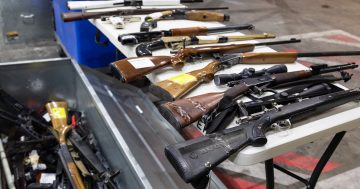 Gun numbers revealed as Labor forced to split bill to get buy-back scheme through parliament