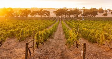 South Australian winemakers prepare for possible re-entry to China market