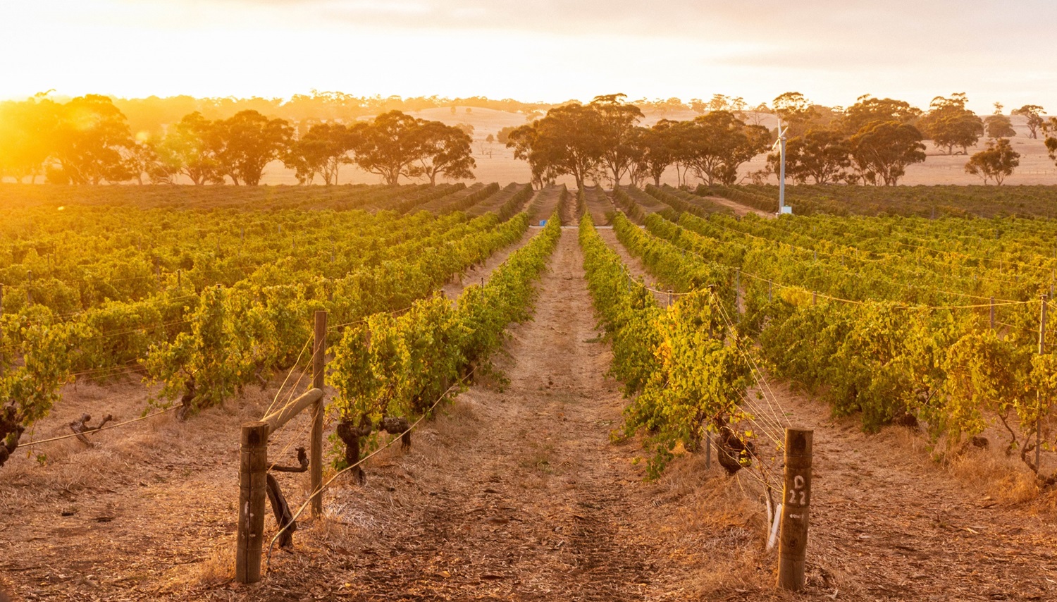 vineyard