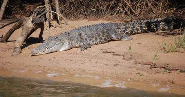Territory Government opens consultations for crocodile management plan