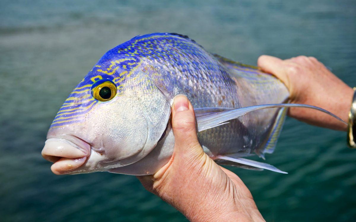 A Southern Ocean fish caught near Port Lincoln in South Australia.