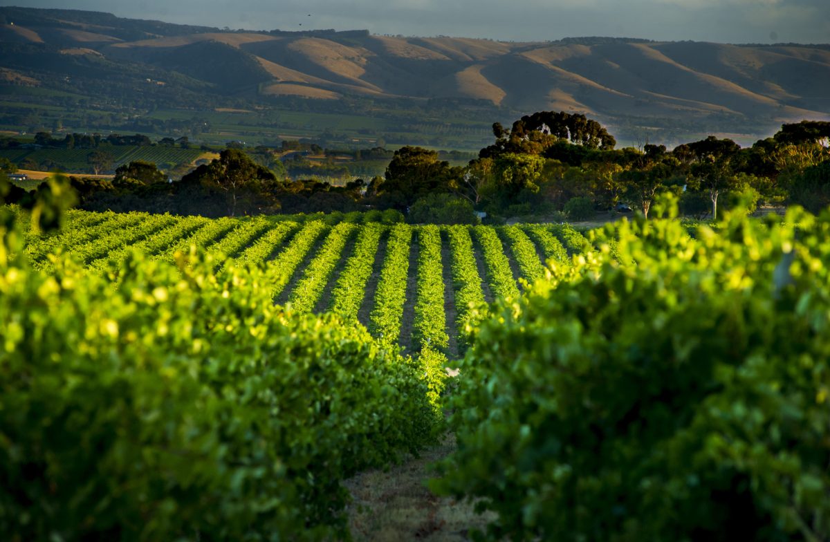 Image of Vineyards in the Wine region of McLaren Vale in South Australia.