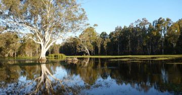 More funding committed to Murray-Darling Basin Plan water-saving projects