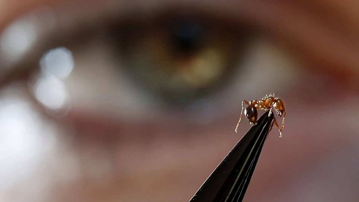 A female fire ant held up with an eye looking at it in the background and out of focus.