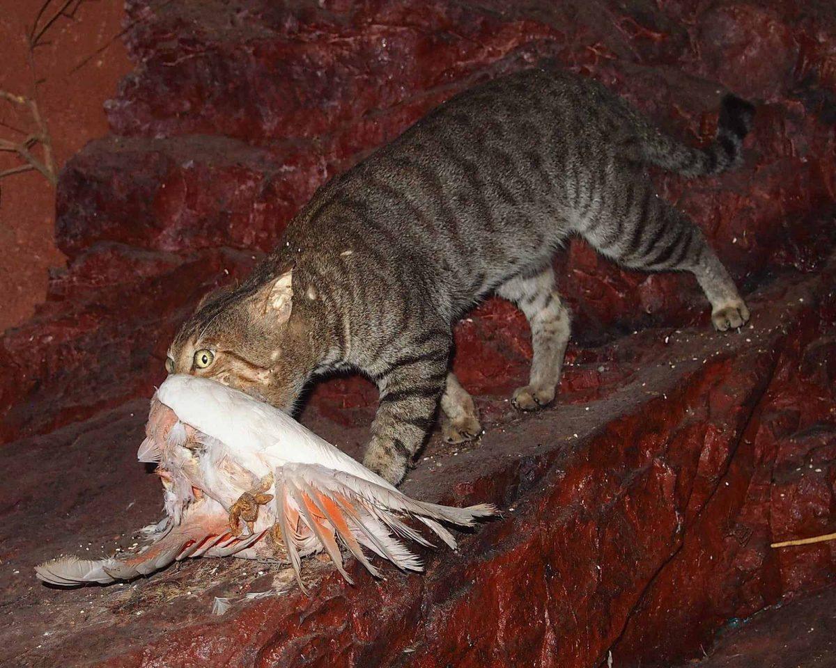 Feral cat with a galah in its mouth