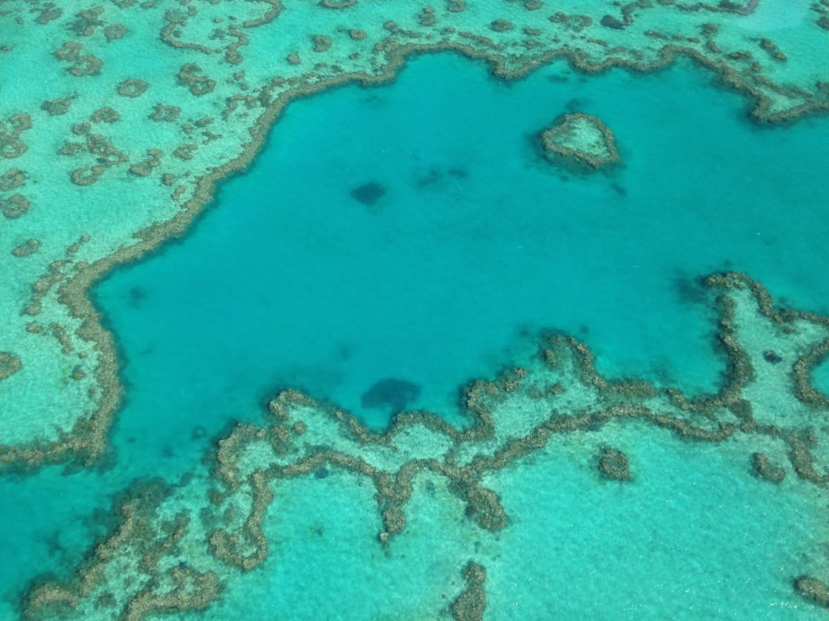 Journey to the Heart Reef in the Great Barrier Reef for an unforgettable encounter.