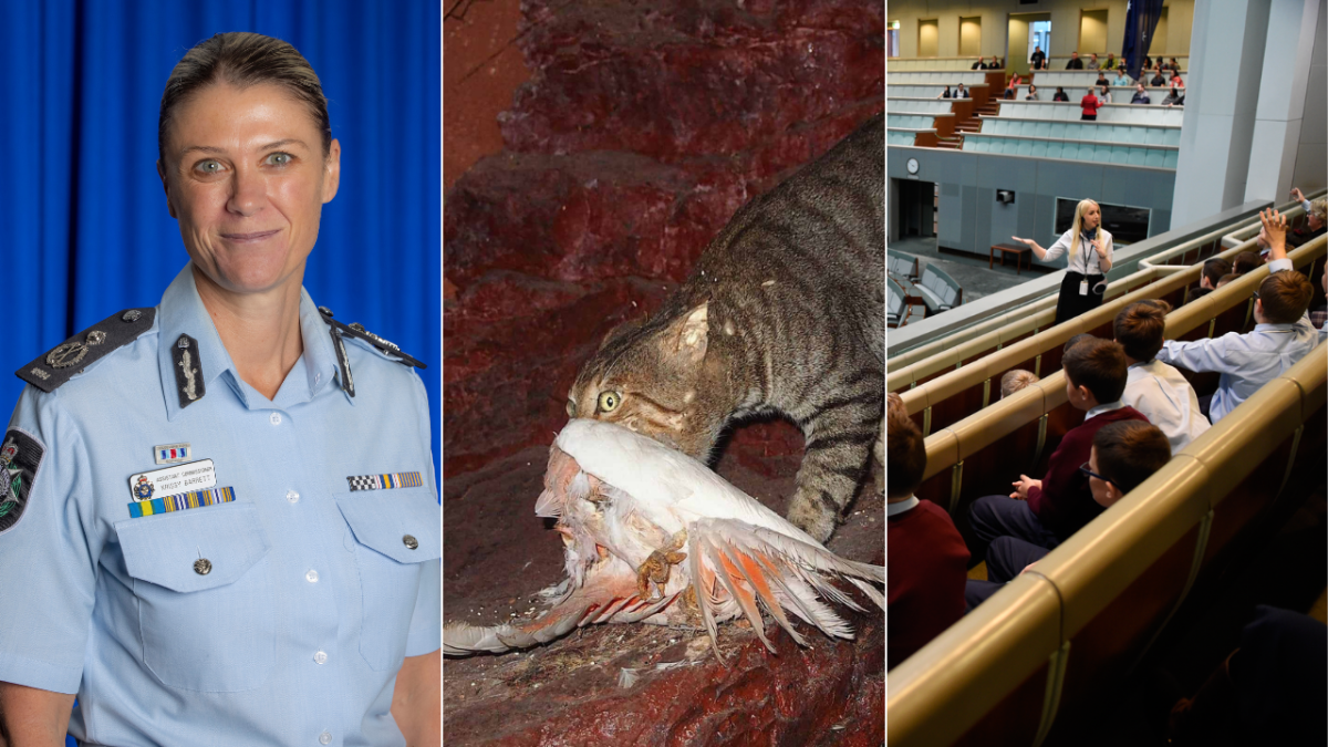 Three images compiled together: a high-ranking police official, a feral cat with a galah in its mouth, and a group of schoolchildren listening to a tour guide in the Lower House of Parliament.