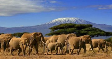 Enchanting wildlife, captivating landscapes make African adventure a natural choice