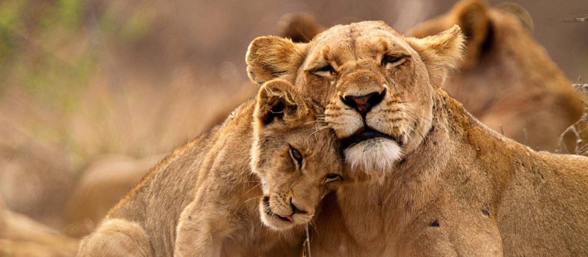 A lioness and her cub cuddling