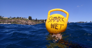 Humane Society says NSW Government's new shark net policy doesn't have enough bite