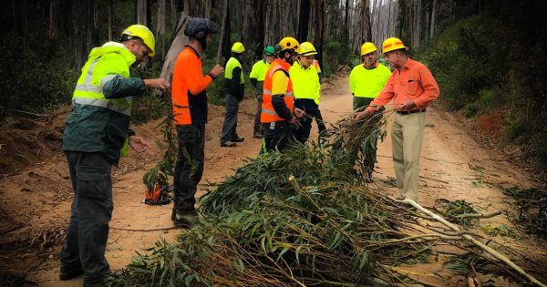 Large-scale seed collection operation safeguards the future of iconic forest species