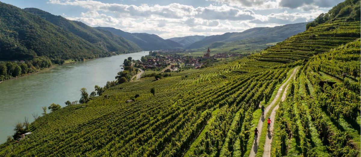 people cycling through a vineyard