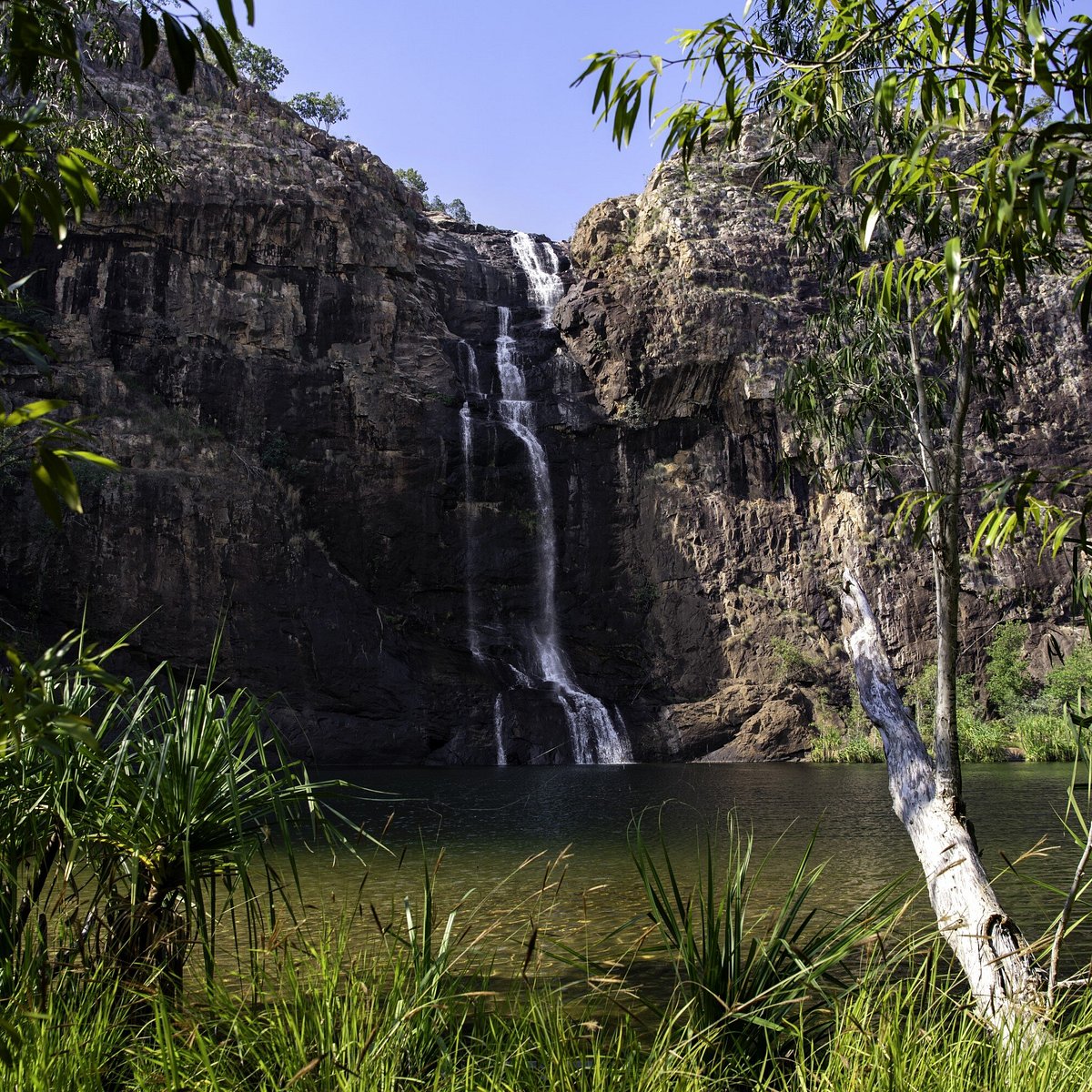 A waterfall and billabong with trees all around