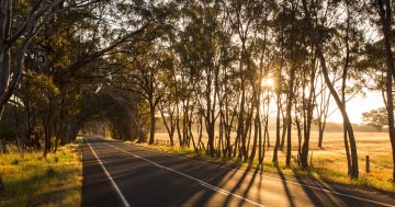 RACV safety survey identifies top dangers on Victoria's regional roads