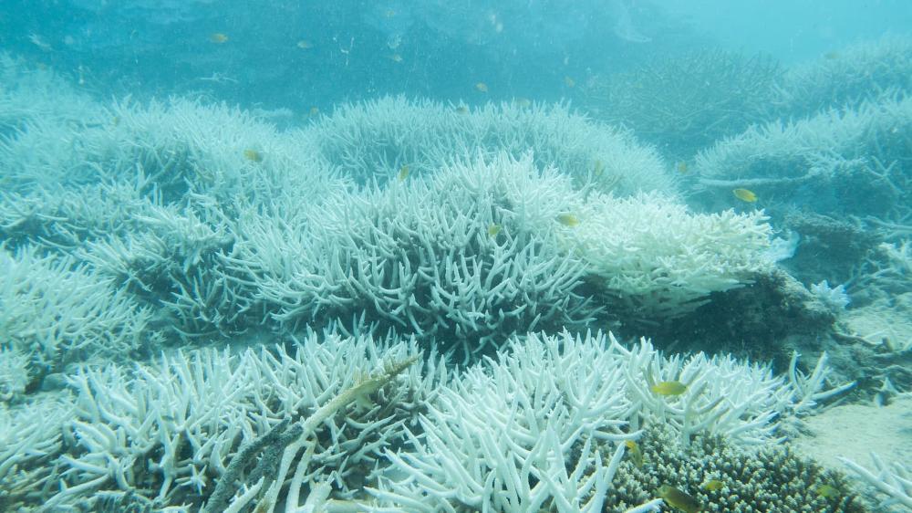 A field of bleached coral on the Great Barrier Reef.