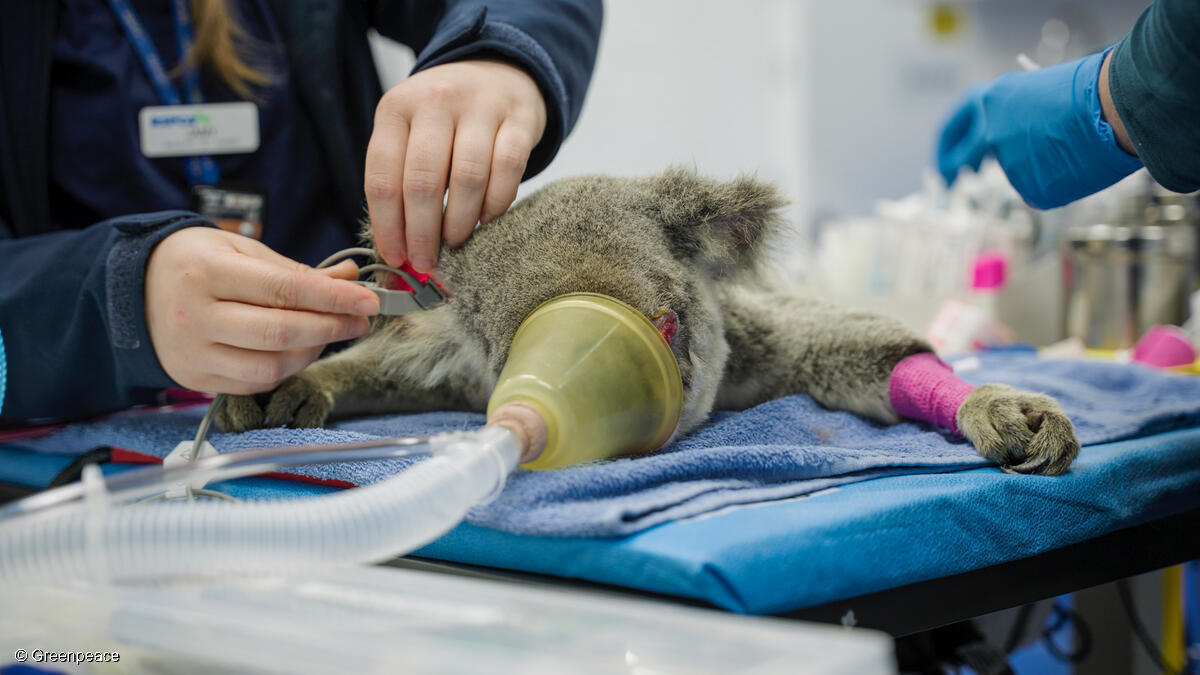 A koala being cared for by veterinarians in a wildlife hospital